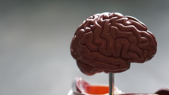 Best Memory Supplements for brain