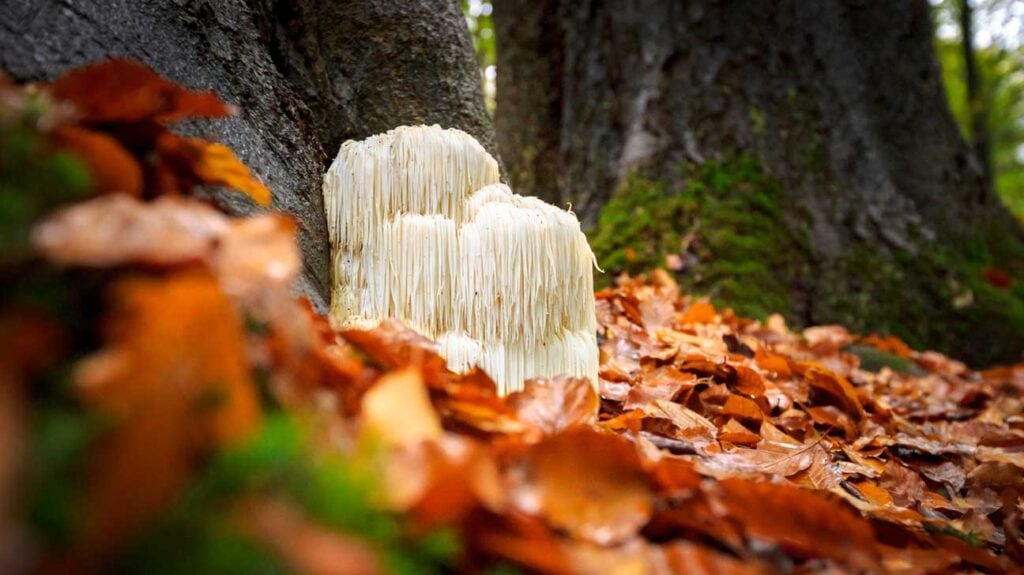 Lionโs Mane Mushroom