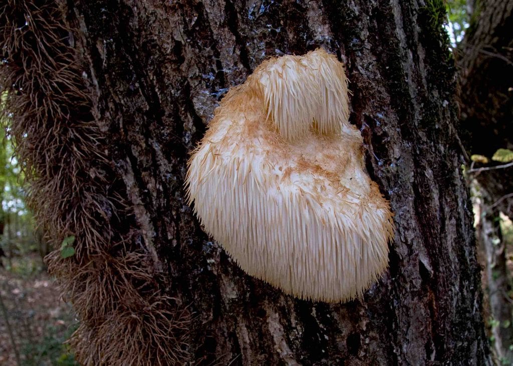Lionโs Mane Mushroom On Tree