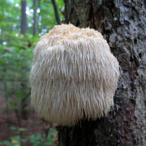 Lion's Mane