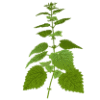 Adaptogens