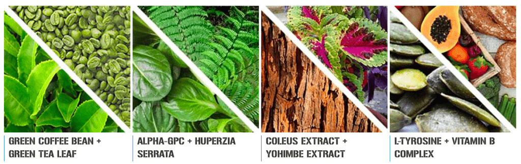 Trans4orm Ingredients
